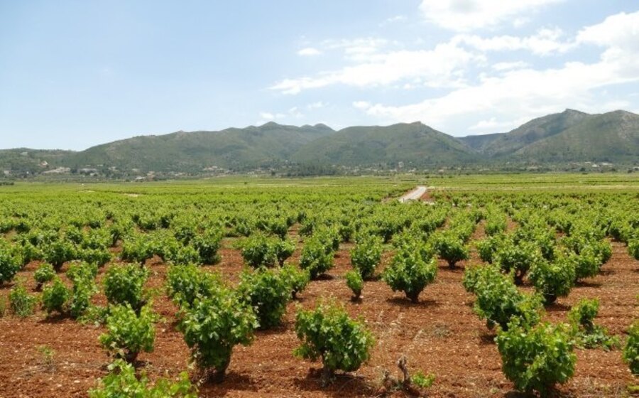 LIVING IN THE JALON VALLEY (COSTA BLANCA): Local News | LIVING IN THE JALON VALLEY (COSTA BLANCA)
